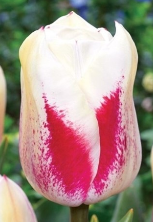 Tulip Tango Variety ( Triumph tulip ) 3 bulbs