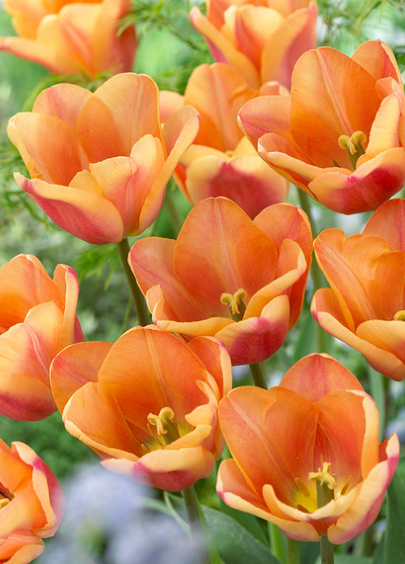 Tulip Apricot Foxx Variety ( Triumph tulip ) 3 bulbs