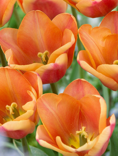 Tulip Apricot Foxx Variety ( Triumph tulip ) 3 bulbs