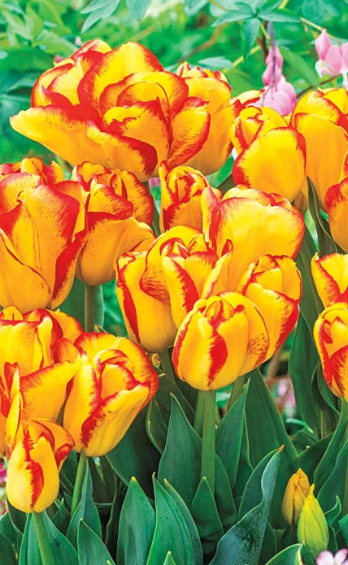 Tulip Outbreak Variety ( Triumph tulip ) 3 bulbs