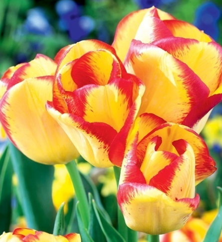 Tulip Outbreak Variety ( Triumph tulip ) 3 bulbs