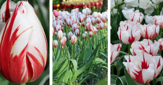 Tulip Happy Generation Variety ( Triumph tulip ) 3 bulbs