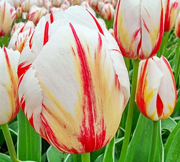 Tulip Happy Generation Variety ( Triumph tulip ) 3 bulbs