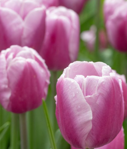 Tulip Argos Variety ( Triumph tulip ) 3 bulbs