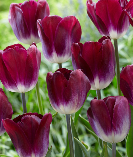 Tulip Kansas Proud Variety ( Triumph tulip ) 3 bulbs