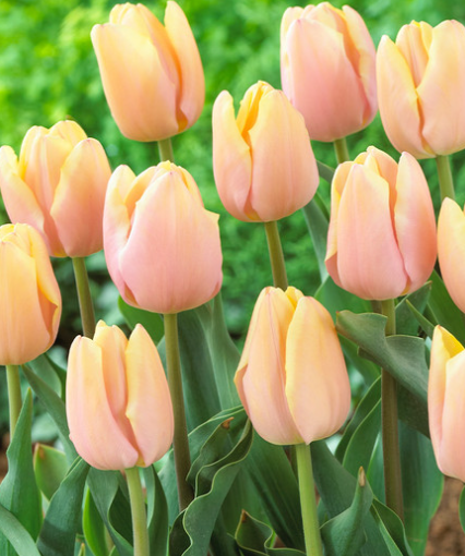 Tulip Mango Charm Variety ( Triumph tulip ) 3 bulbs