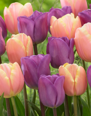 Tulip Mango Charm Variety ( Triumph tulip ) 3 bulbs