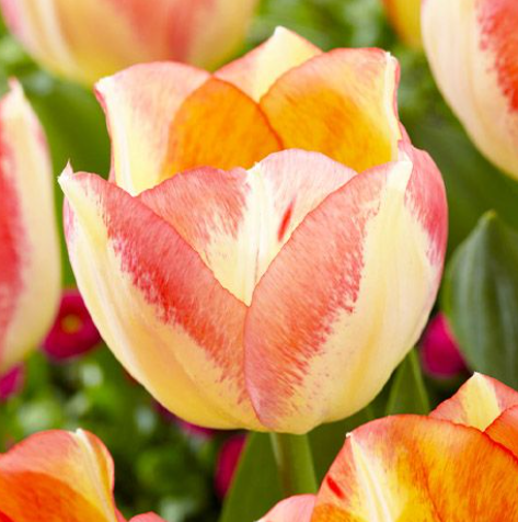 Tulip Spryng Sunrise Variety ( Triumph tulip ) 3 bulbs