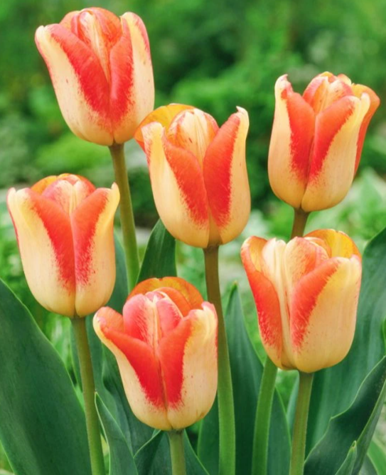 Tulip Spryng Sunrise Variety ( Triumph tulip ) 3 bulbs