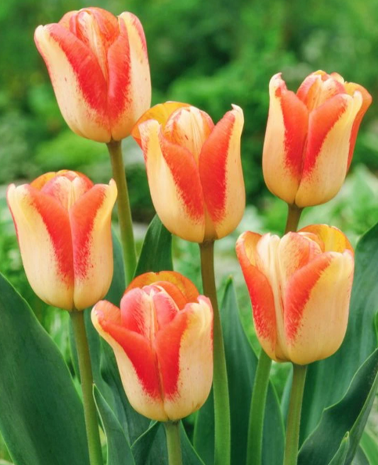 Tulip Spryng Sunrise Variety ( Triumph tulip ) 3 bulbs
