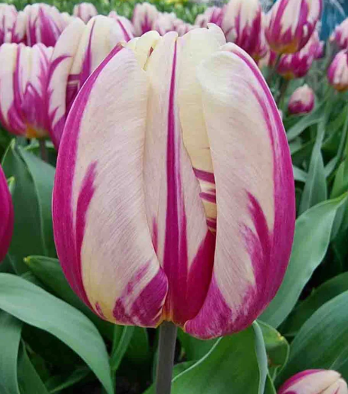 Tulip Happy Feet Variety ( Triumph tulip ) 3 bulbs