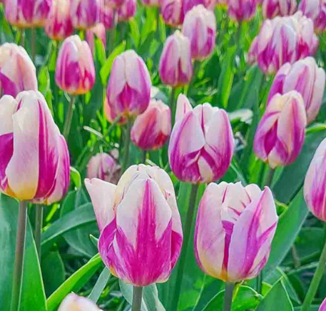 Tulip Happy Feet Variety ( Triumph tulip ) 3 bulbs