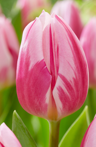 Tulip Bojangles Variety ( Triumph tulip ) 3 bulbs