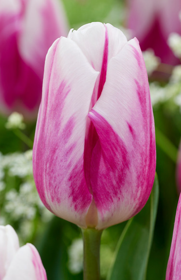 Tulip Bojangles Variety ( Triumph tulip ) 3 bulbs