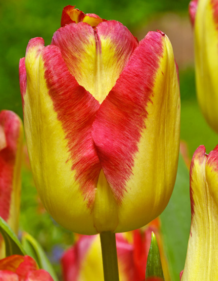 Tulip Cape Town Variety ( Triumph tulip ) 3 bulbs