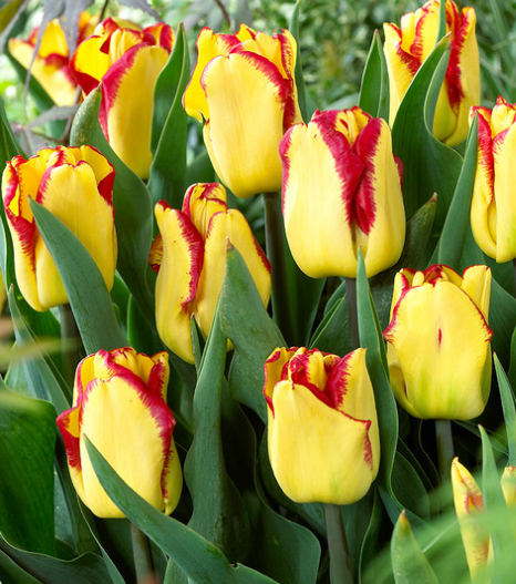 Tulip Cape Town Variety ( Triumph tulip ) 3 bulbs