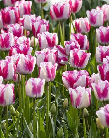 Tulip Hot pants Variety ( Triumph tulip ) 3 bulbs