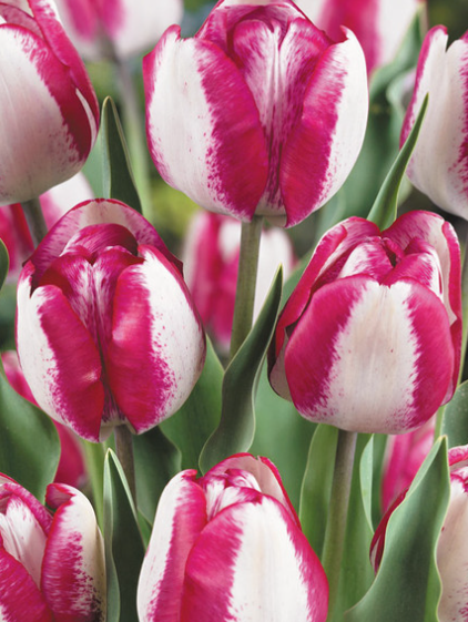 Tulip Hot pants Variety ( Triumph tulip ) 3 bulbs