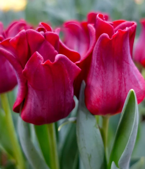 Tulip Red Dress Variety ( Triumph tulip ) 3 bulbs