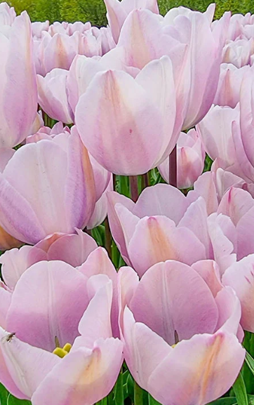Tulip Silver Cloud Variety ( Triumph tulip ) 3 bulbs