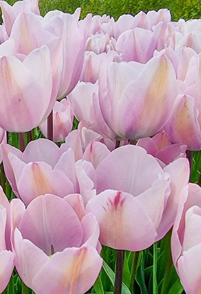 Tulip Silver Cloud Variety ( Triumph tulip ) 3 bulbs