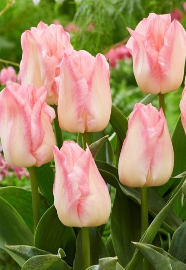 Tulip Pink Dream Variety ( Triumph tulip ) 3 bulbs