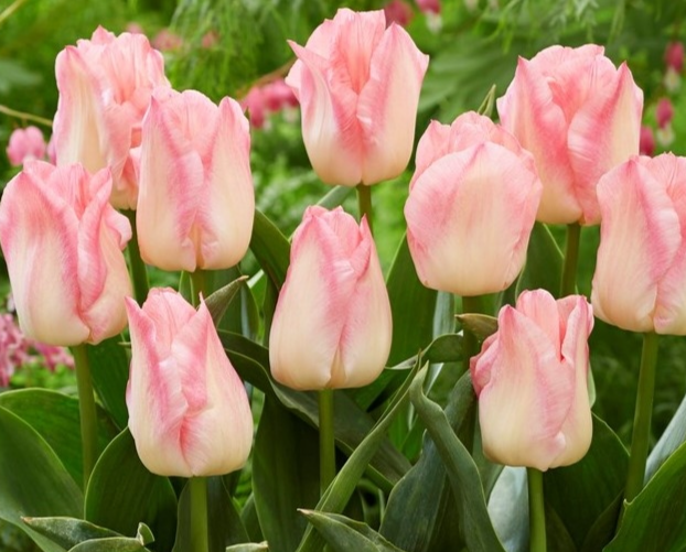 Tulip Pink Dream Variety ( Triumph tulip ) 3 bulbs
