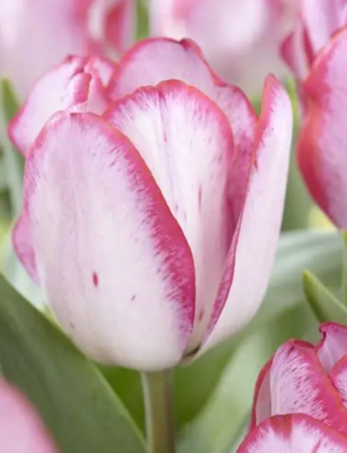 Tulip Just Kissed Variety ( Triumph tulip ) 3 bulbs