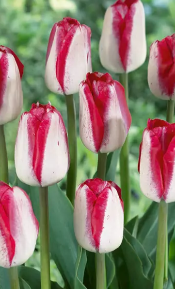 Tulip Just Kissed Variety ( Triumph tulip ) 3 bulbs