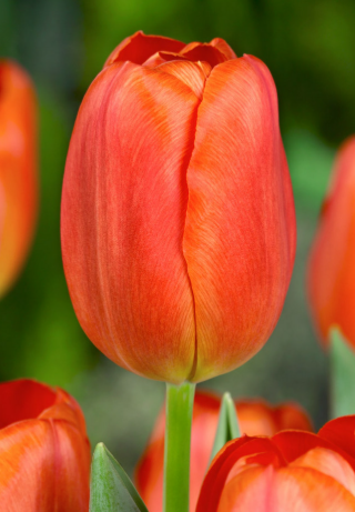 Tulip Orange Cassini Variety ( Triumph tulip ) 3 bulbs