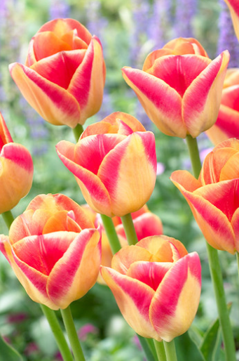 Tulip Candy Corner Variety ( Triumph tulip ) 3 bulbs