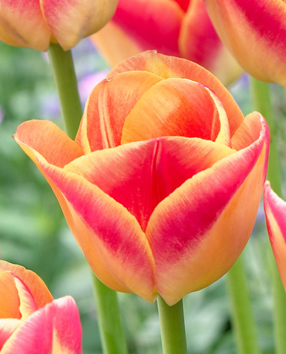 Tulip Candy Corner Variety ( Triumph tulip ) 3 bulbs