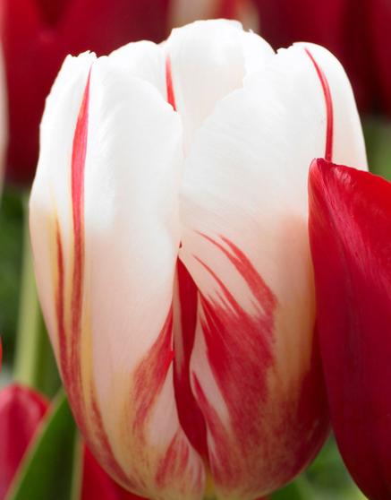 Tulip Carnaval De Rio Variety ( Triumph tulip ) 3 bulbs