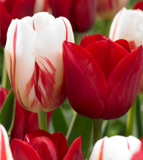 Tulip Carnaval De Rio Variety ( Triumph tulip ) 3 bulbs