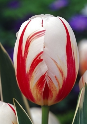Tulip Carnaval De Rio Variety ( Triumph tulip ) 3 bulbs