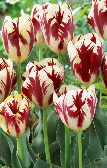 Tulip Grand Perfection Variety ( Triumph tulip ) 3 bulbs