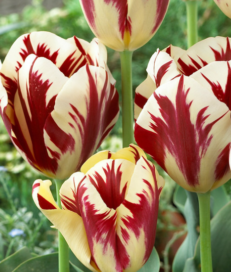 Tulip Grand Perfection Variety ( Triumph tulip ) 3 bulbs