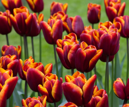 Tulip Abu Hassan Variety ( Triumph tulip ) 3 bulbs