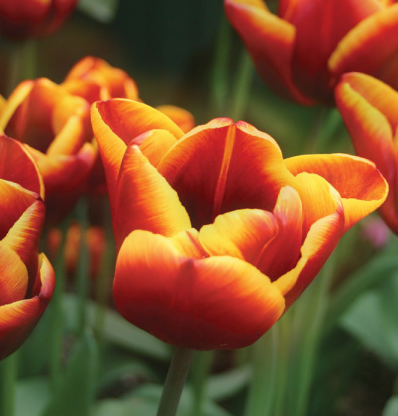 Tulip Abu Hassan Variety ( Triumph tulip ) 3 bulbs