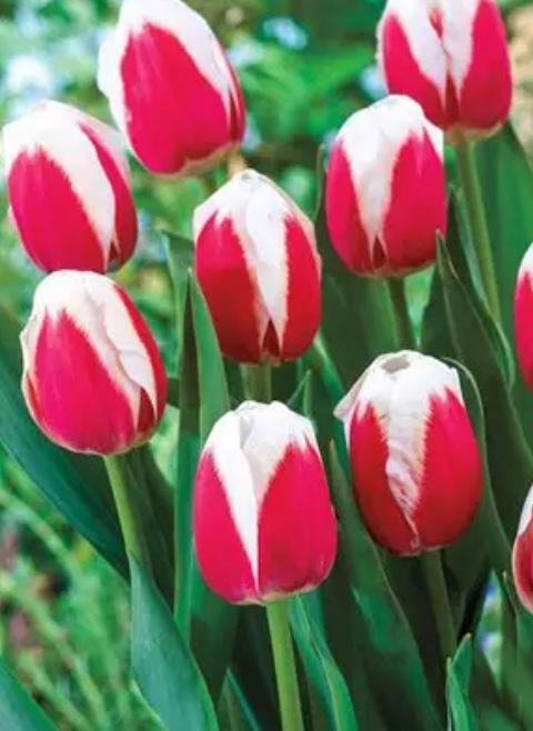 Tulip Timeless Variety ( Triumph tulip ) 3 bulbs