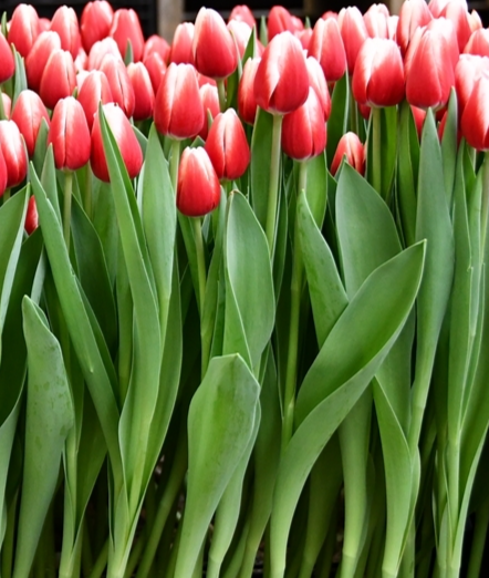 Tulip Timeless Variety ( Triumph tulip ) 3 bulbs