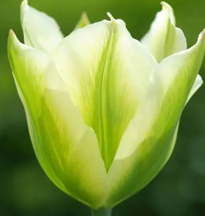 Tulip Greenflower Spring Green Variety ( Viridiflora tulip ) 3 bulbs