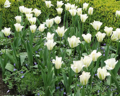 Tulip Greenflower Spring Green Variety ( Viridiflora tulip ) 3 bulbs