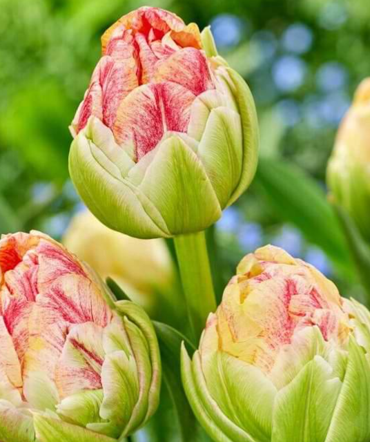 Tulip Sprinkle Dip Variety ( Viridiflora tulip ) 3 bulbs