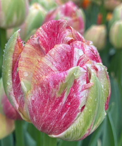 Tulip Sprinkle Dip Variety ( Viridiflora tulip ) 3 bulbs