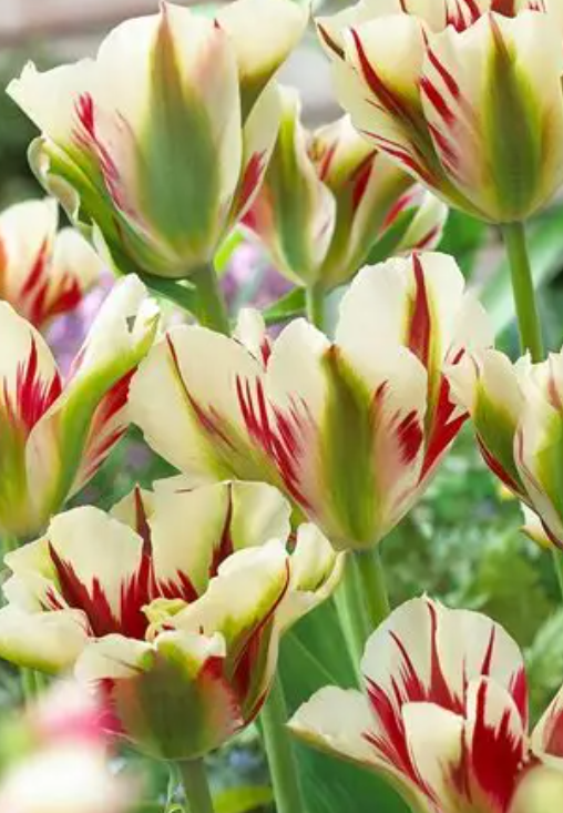 Tulip Flaming Springgreen Variety ( Viridiflora tulip ) 3 bulbs