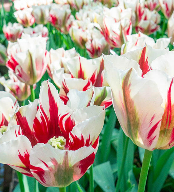 Tulip Flaming Springgreen Variety ( Viridiflora tulip ) 3 bulbs