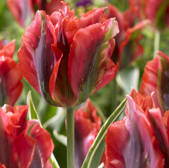 Tulip Hollywood Star Variety ( Viridiflora tulip ) 3 bulbs