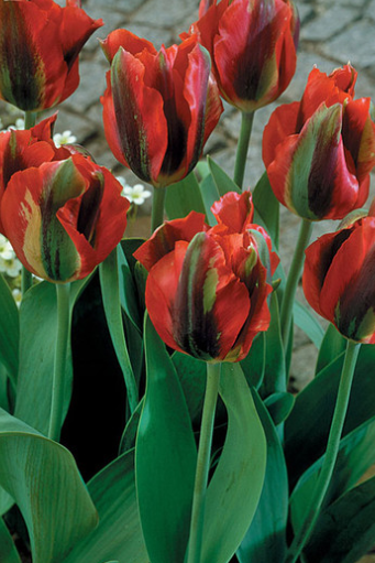 Tulip Hollywood Variety ( Viridiflora tulip ) 3 bulbs