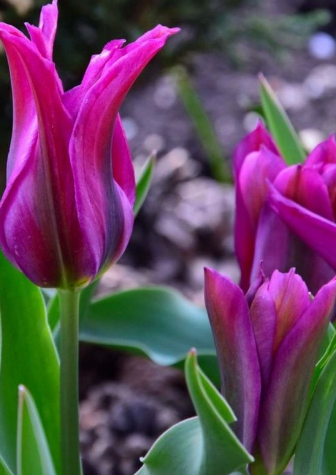 Tulip Violet Bird Variety ( Viridiflora tulip ) 3 bulbs